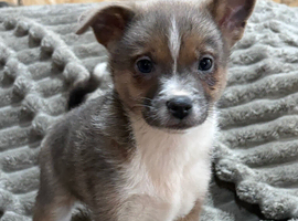 Gorgeous Chihuahua Puppys