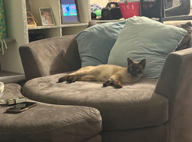 Siamese male kitten