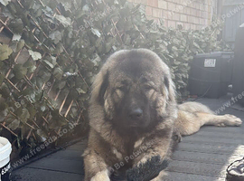 Caucasian shepherd for stud