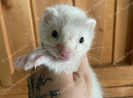 1 part & 1 semi angora left available