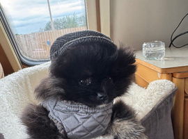 Russian Pomeranian puppy
