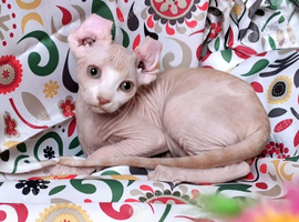 Rare Odd eyed parent shpynx kittens.