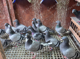 Race pigeon for long distance