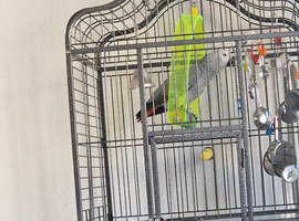 African grey
