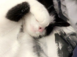 MISSING CAT