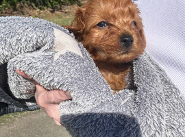 Toy cavapoochon (last puppy reduced)
