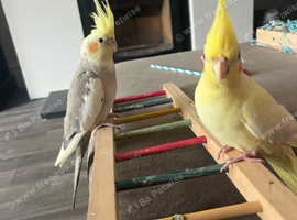 Full set up and 2 cockatiels