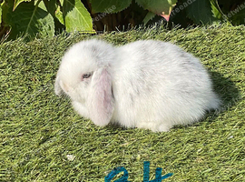 Pure bred mini lops .5 girls 3 boys .