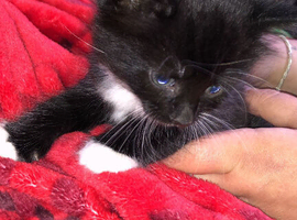 Cute black and white kittens ( girls)