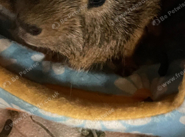 Male guinea pig 1 year
