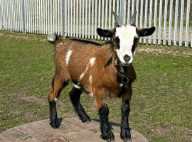 Female pigmy goats