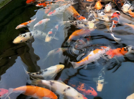 Koi for sale