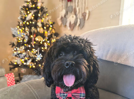 Black Cavapoo f1 for stud