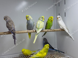 Budgies
