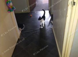 Small female cat