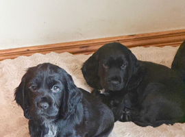 KC registered Cocker Soaniel Pups
