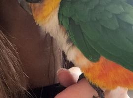 Loki &ndash; Black-Headed Caique Seeking a Loving Forever Home