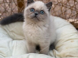 Exotic Persian