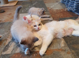 Beautiful GCCF Registered Ragdoll Kittens.