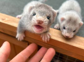 2 female Ferret kits