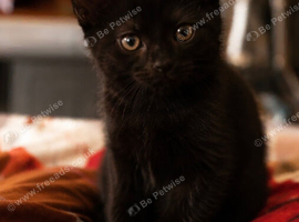 Male black kitten ready to go
