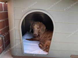 NOW SOLD - Miniature Dachshund Boy