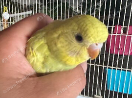 2 hand tame baby budgies