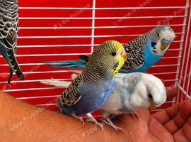super silly hand tamed baby budgies