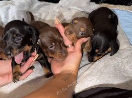Two mini dachshund left