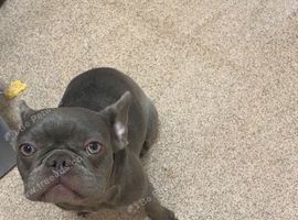 Blue girl frenchie