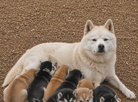 Gorgeous Siberian Husky puppies
