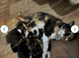 2 beautiful female kittens