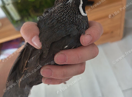 2 male Californian quails
