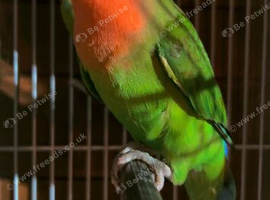 Charming Lovebird looking for he's forever home