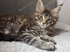 Maine coon kitten