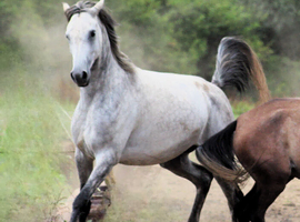 Tall, Elegant Arabian Mare