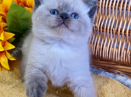 ABSOULETLY OUTSTANDING PURE BREED BSH