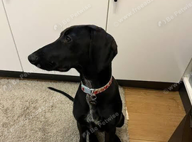 Saluki cross