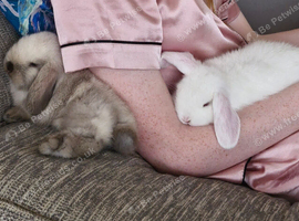 2 incredibly friendly Mini Lop babies