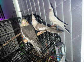 ONLY ONE COCKATIEL CHICK AVAILABLE!
