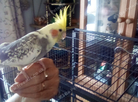 Hand tame Cockatiels