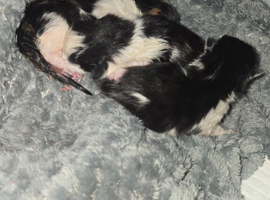 KITTENS BORN 21ST APRIL