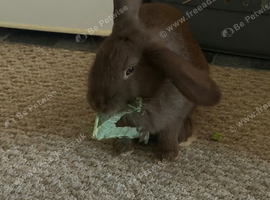Female rabbit