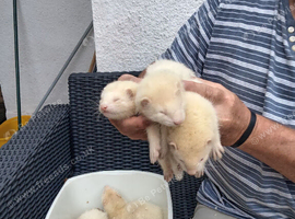 Greyhound ferrets