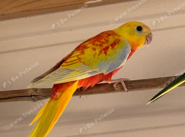 Baby Tuquoisines