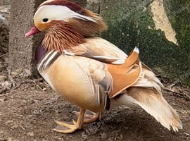 Blonde/ apricot mandarin ducks