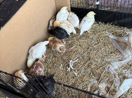 Hybrid nova/leghorn