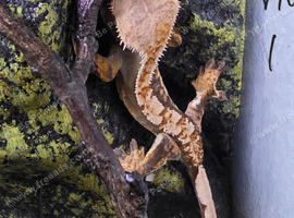 Baby Crested geckos