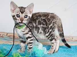 Superb Quality Bengal Kittens