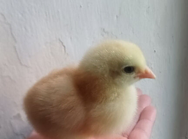 Polish chicks and mixed chicks for sale